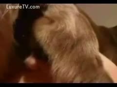 Dog ramrod into a love tunnel in close-up
